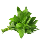 Mint Leaf Freshfarmsexim-4